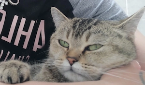 Liebe 3 jährige British kurzhaar Katze 