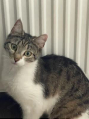 EKH Hauskatze 12 Monate Alt 