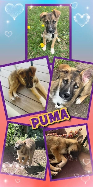 wunderschöner, lieber Welpenjunge "Puma" sucht ein liebevolles Zuhause 