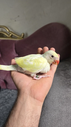 Halsbandsittiche handzahm Babys vogel Handaufzucht 4Woche papagei 