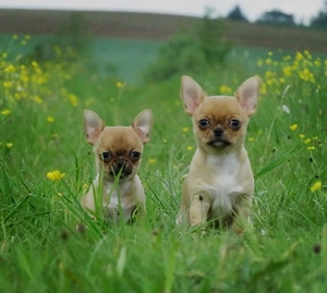 Typvolle robuste süße Chihuahua Welpen m w Red Sable Rüde Hündin Kinderlieb Katzenerfahren  Bild 2