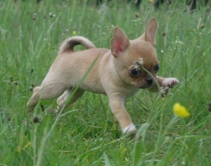 Typvolle robuste süße Chihuahua Welpen m w Red Sable Rüde Hündin Kinderlieb Katzenerfahren  Bild 5