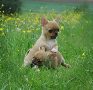 Typvolle robuste süße Chihuahua Welpen m w Red Sable Rüde Hündin Kinderlieb Katzenerfahren  Bild 4