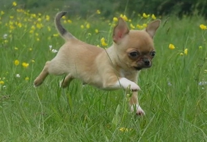 Typvolle robuste süße Chihuahua Welpen m w Red Sable Rüde Hündin Kinderlieb Katzenerfahren  Bild 3