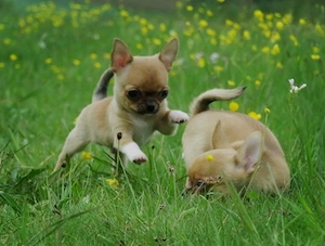 Typvolle süße Chihuahua Welpen m w Red Sable 