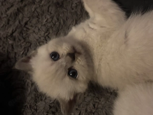 Süße BKH Kitten hell