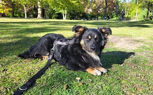 Freundlicher Familienhund Ameo sucht seine Menschen