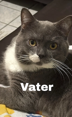 Wunderschöne BKH mix Kitten abzugeben Bild 7