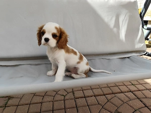 *LINOT - ein kleiner Cavalier King Charles Mischling
