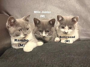    Süße BKH mix Katzen suchen ein liebevolles Zuhause!    