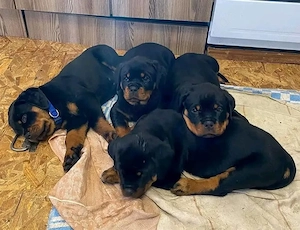 15 Wochen alte Rottweilerwelpen