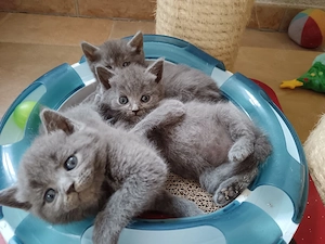 Maine Coon - BKH Kitten