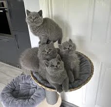 Süßes British Shorthair Baby   10 Wochen