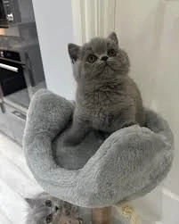 Süßes British Shorthair Baby   10 Wochen Bild 4