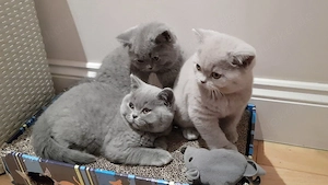 Süßes British Shorthair Baby   10 Wochen Bild 3