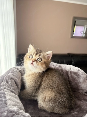 Reinrassige BKH kitten Golden Shaded (ny11) noch 1 Weibchen übrig! mit grünen Augen( Abholbereit)