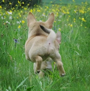 Typvolle robuste süße Chihuahua Welpen m w Red Sable Rüde Hündin Kinderlieb Katzenerfahren  Bild 8