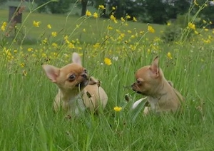 Typvolle robuste süße Chihuahua Welpen m w Red Sable Rüde Hündin Kinderlieb Katzenerfahren  Bild 7