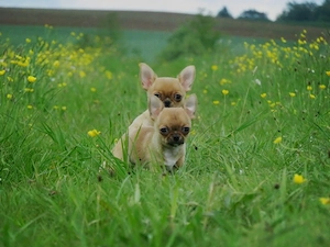 Typvolle robuste süße Chihuahua Welpen m w Red Sable Rüde Hündin Kinderlieb Katzenerfahren  Bild 9
