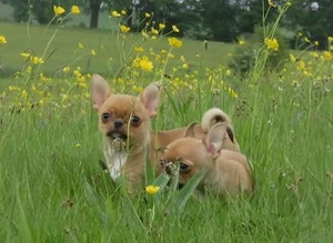 Typvolle robuste süße Chihuahua Welpen m w Red Sable Rüde Hündin Kinderlieb Katzenerfahren  Bild 6