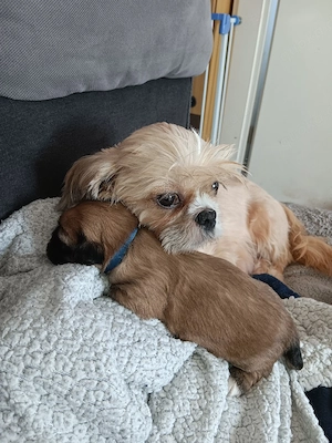 verkaufe shihtzu Welpen 