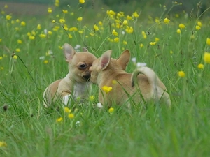Typvolle robuste süße Chihuahua Welpen m w Red Sable Rüde Hündin Kinderlieb Katzenerfahren  Bild 10