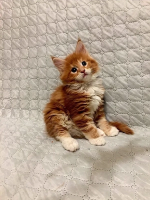 Drei Monate alte Maine-Coon-Kätzchen