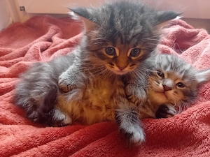 Maine Coon XL Kitten Grosse Jungs