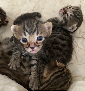 Bengal - Mix Kätzchen 