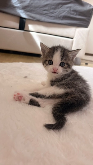 Süße Katzenbabys (Kitten) suchen ein liebevolles Zuhause