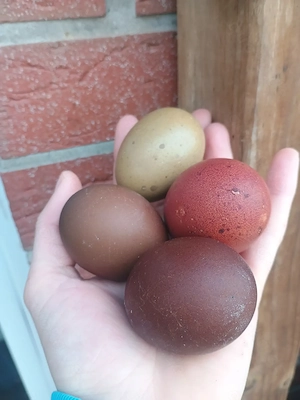 Bruteier Olivleger Easteregger Buntleger Marans Silverudds 