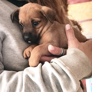 Archie - hast du ein Körbchen frei?