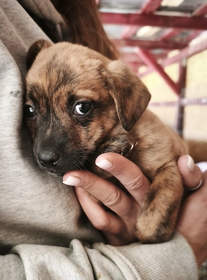 Arnie - der kleine Hundebub sucht liebevolle Menschen Bild 3