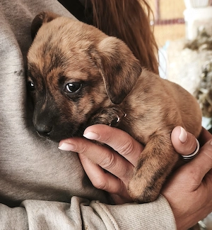 Arnie - der kleine Hundebub sucht liebevolle Menschen Bild 4