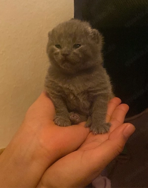 BKH Kitten 
