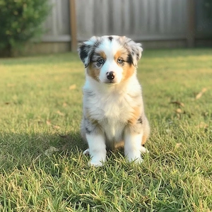 Süße Australian Shepherd Welpen suchen ein neues Zuhause!