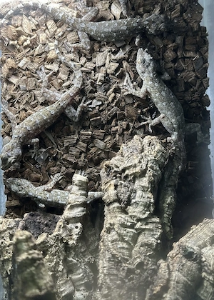 Geckos abzugeben Abholung , Versand oder auf einer Börse Bild 3