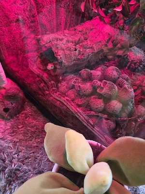 kornnatter mit terrarium  Bild 2