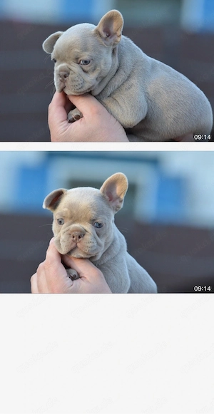 Französische Bulldoggen Welpen isabella