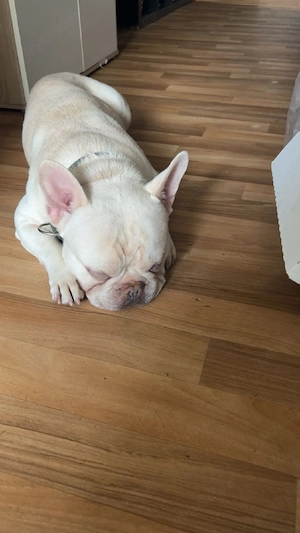 französische Bulldogge rüde