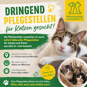 Platz für eine Samtpfote? Wir suchen Pflegestellen, die Katzen eine Chance geben wollen.