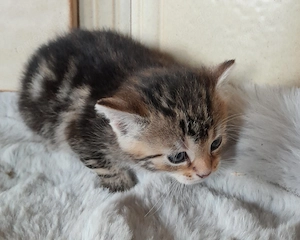 Europäischer Hauskater
