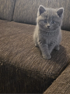 BKH Katze Junge 