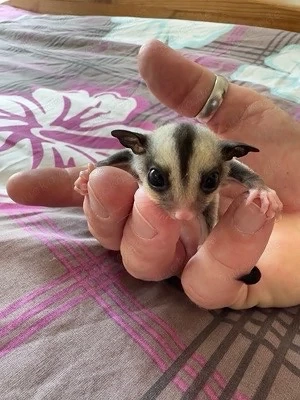 Sugar Glider Jungtier (männlich) 