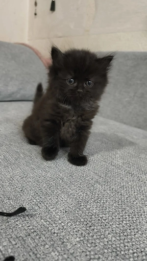 weiblich Katzen