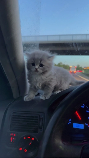 weiblich Katzen