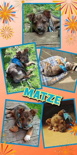 goldiger, kleiner Welpenjunge "Matze" sucht ein liebevolles Zuhause