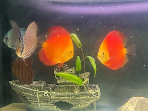 aquarium set !