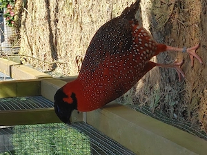 Satyrtragopan