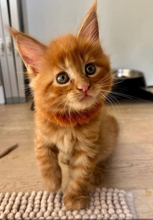 Verspieltes Maine-Coon-Männchen und -Weibchen